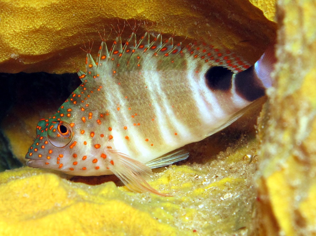 Redspotted Hawkfish